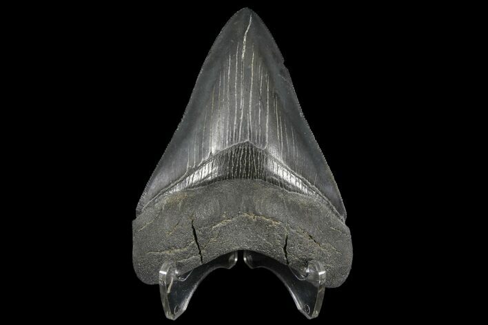 Serrated, Fossil Megalodon Tooth #125265